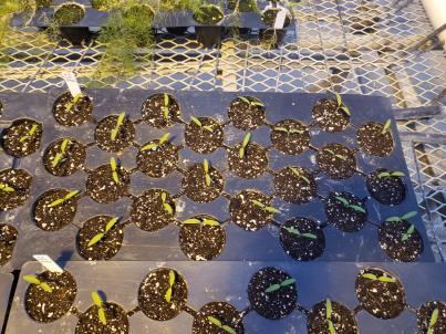 SEEDLING